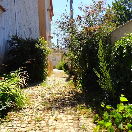 Rosa Estilo Romantico